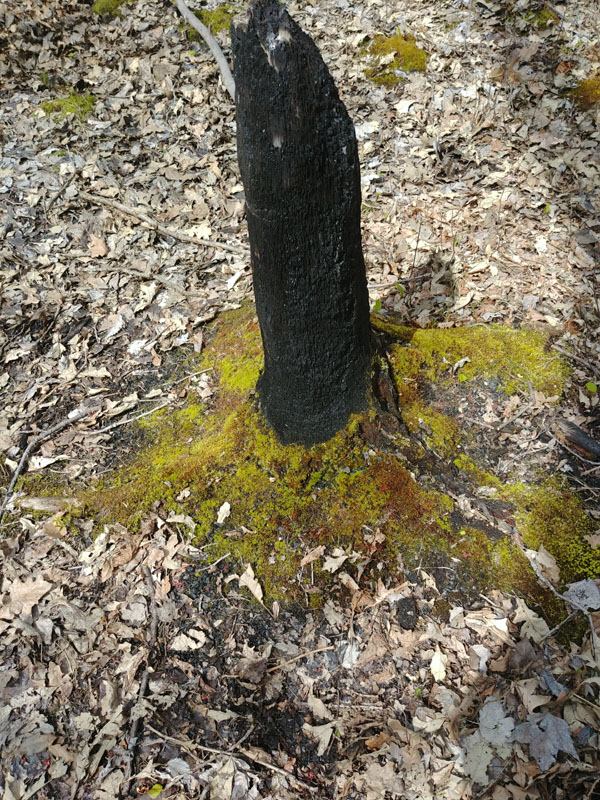 Funaria hygrometrica